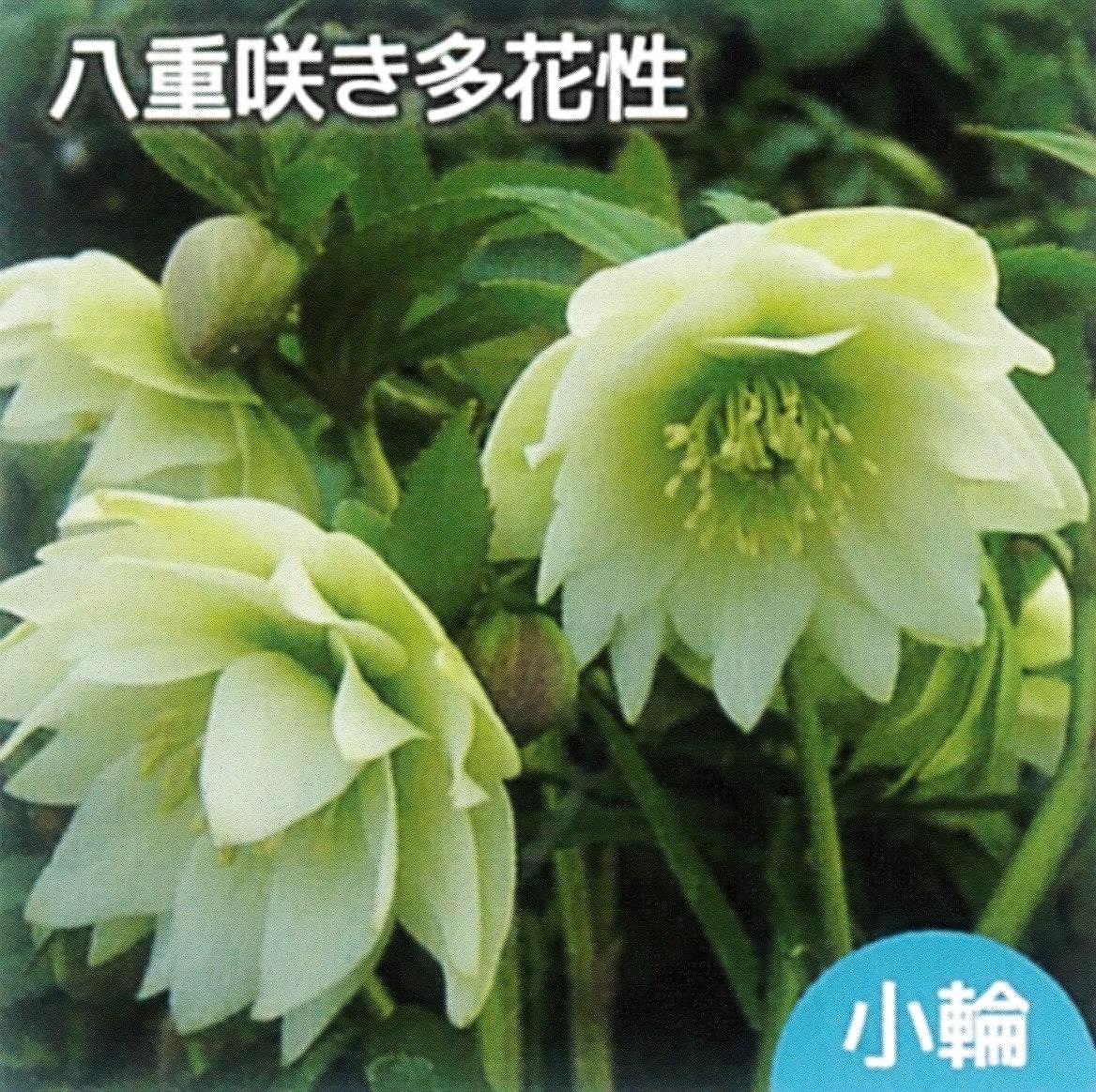 クリスマスローズ プチドール沙羅 苗 販売 苗木部 By 花ひろばオンライン