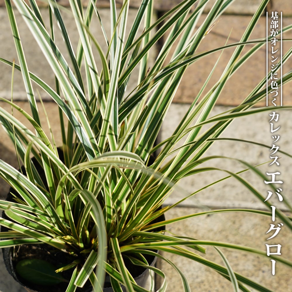 カレックス エバーグロー 