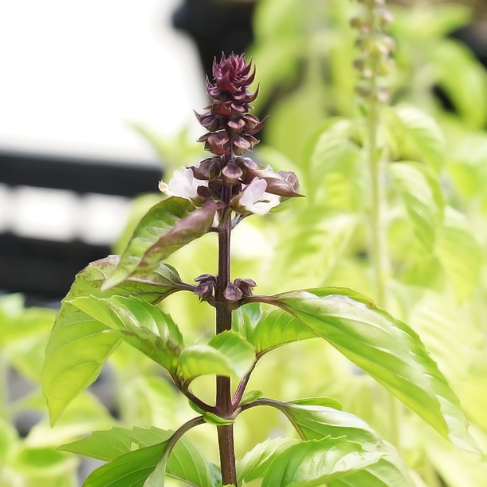 バジル シナモンバジル 2