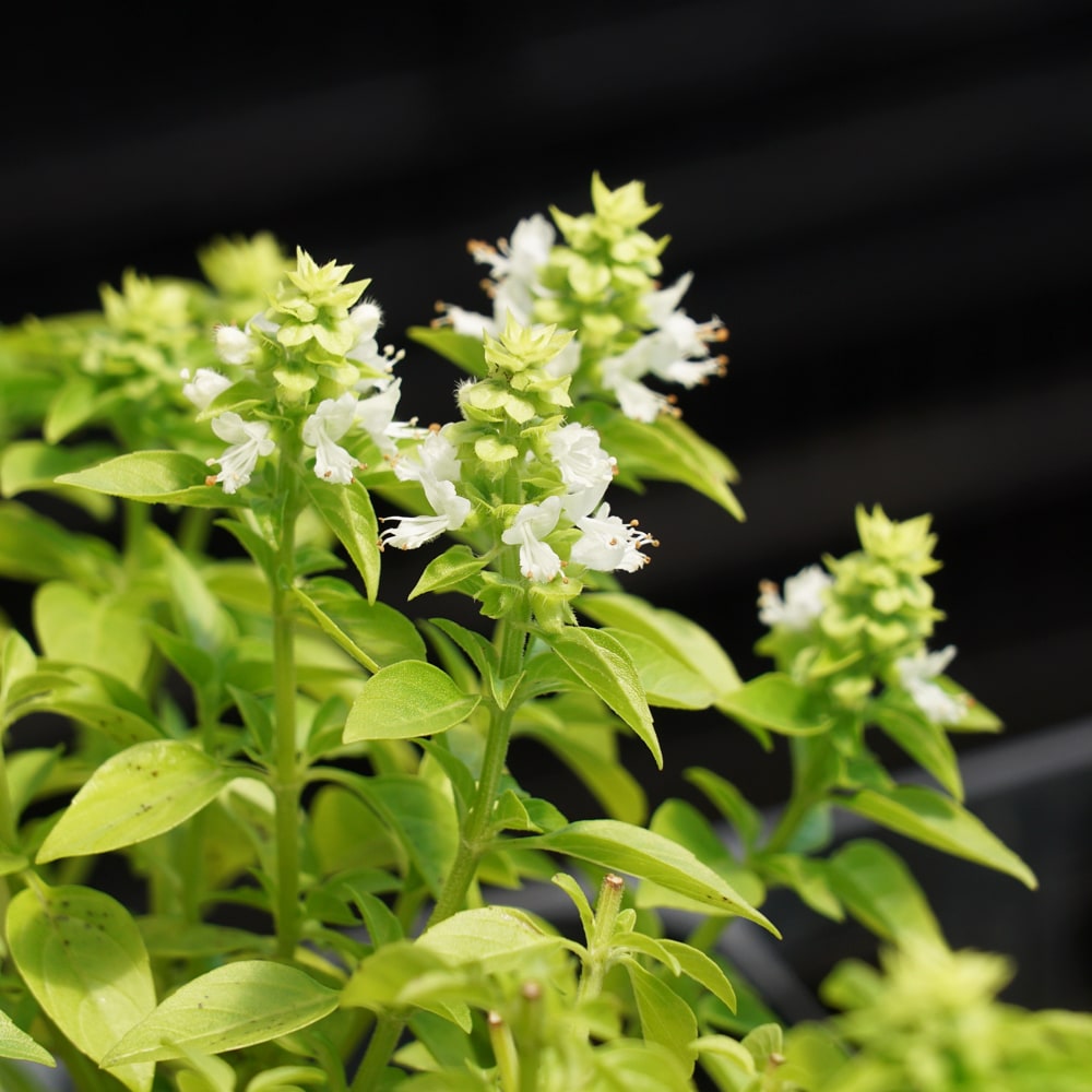 バジル ブッシュバジル 1