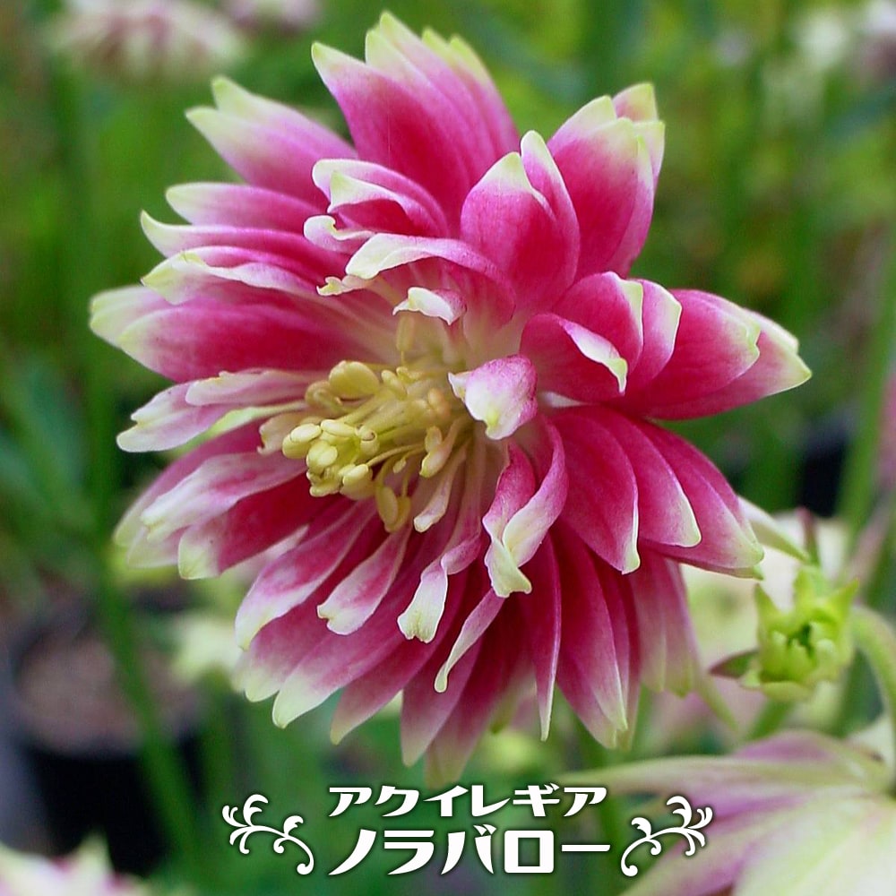 アクイレギア ノラバロー 