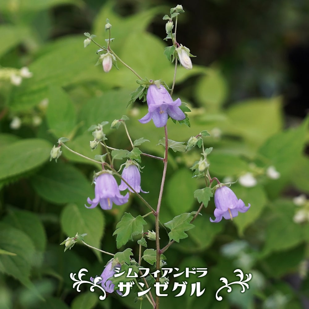 シムフィアンドラ ザンゼグラ 