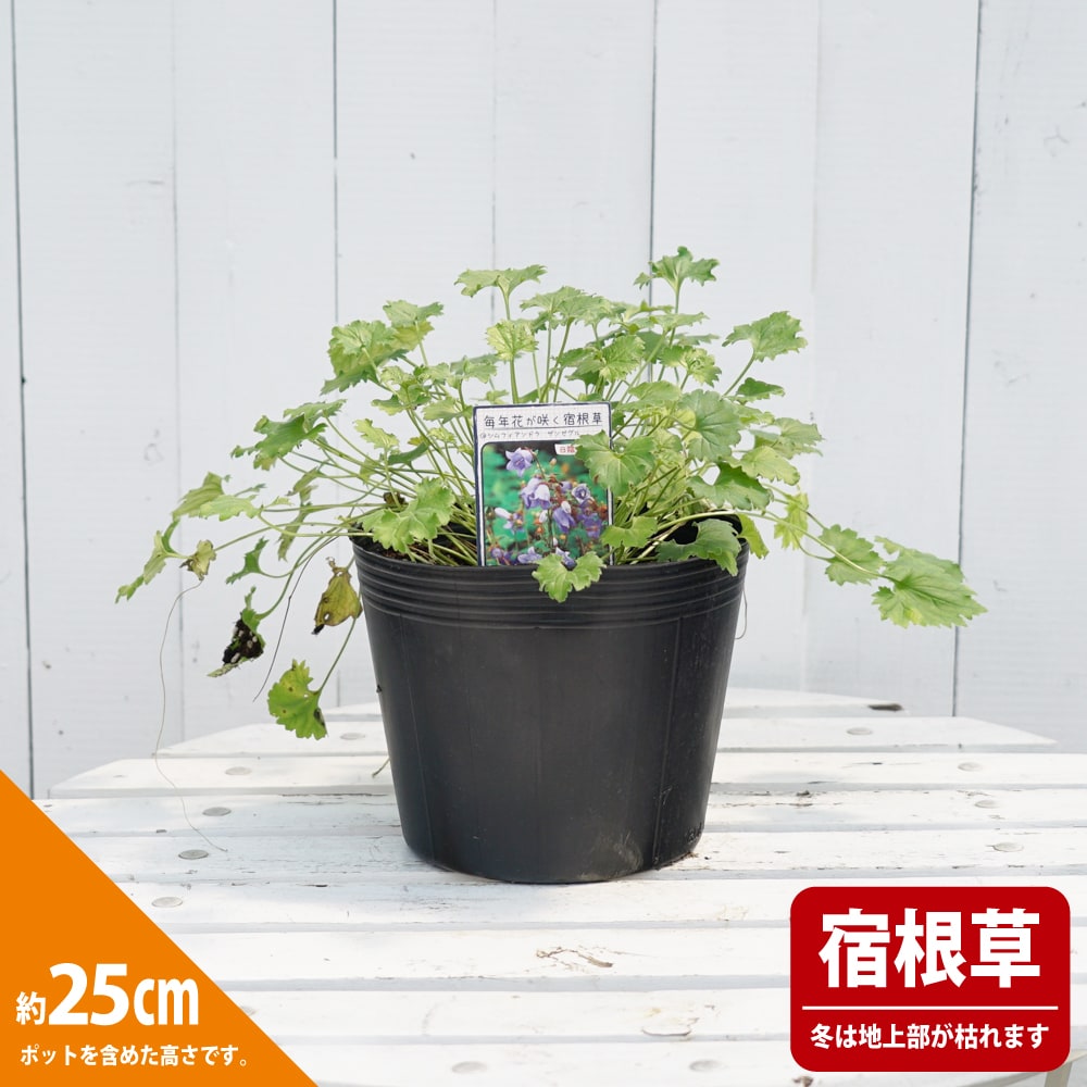 シムフィアンドラ ザンゼグラ 1