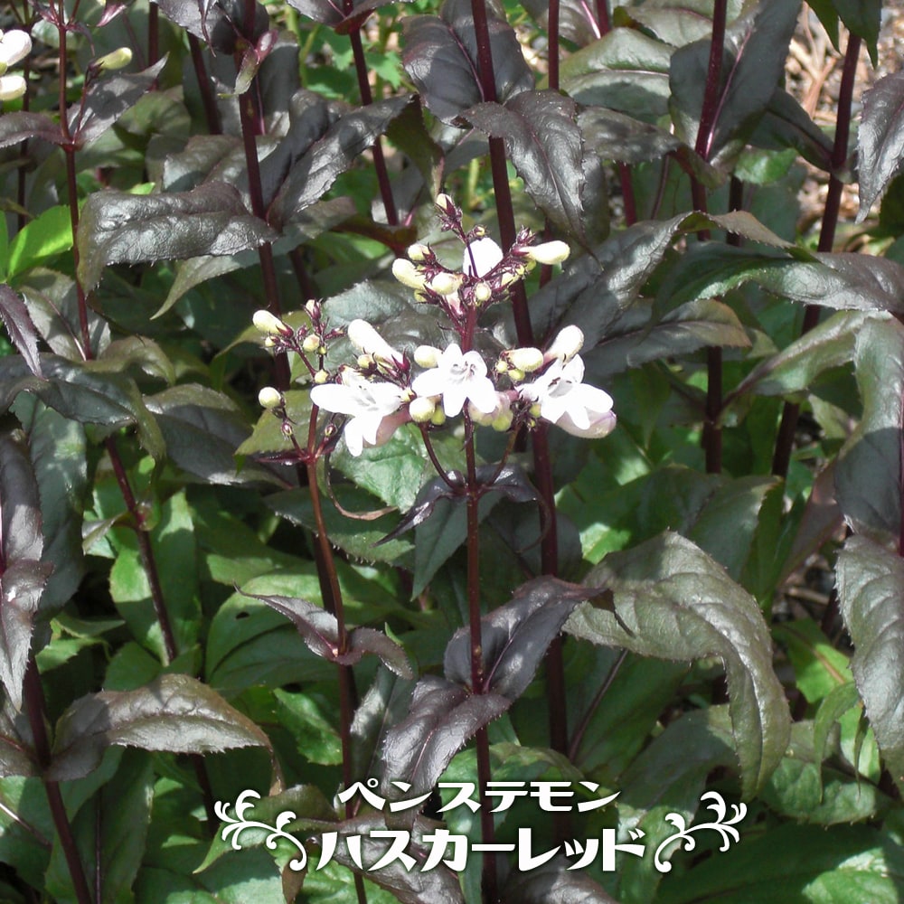 ペンステモン ハスカーレッド 