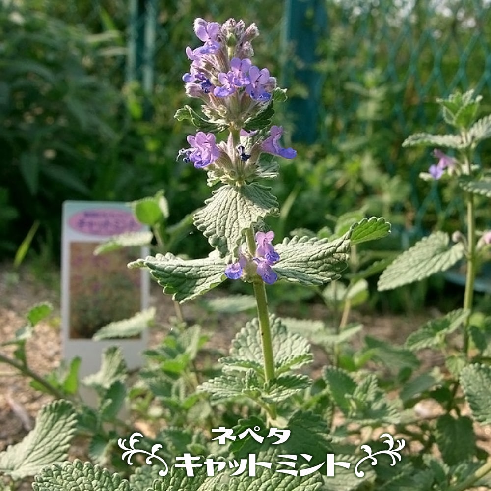 ネペタ シックスヒルズジャイアント 