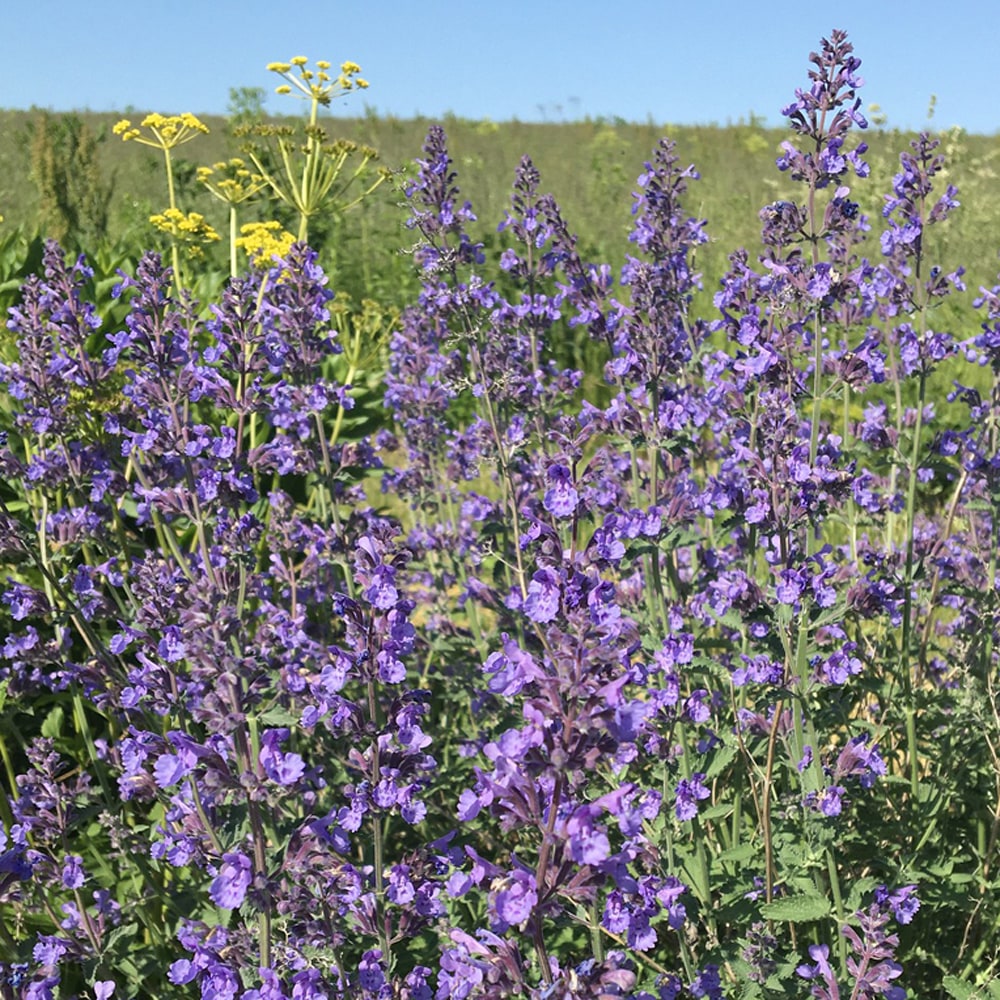 ネペタ シックスヒルズジャイアント 1