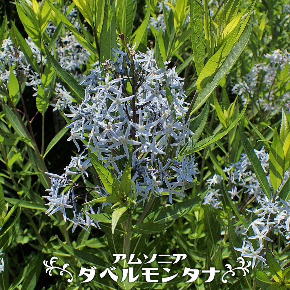 アムソニア タベルナエモンタナ （丁子草）