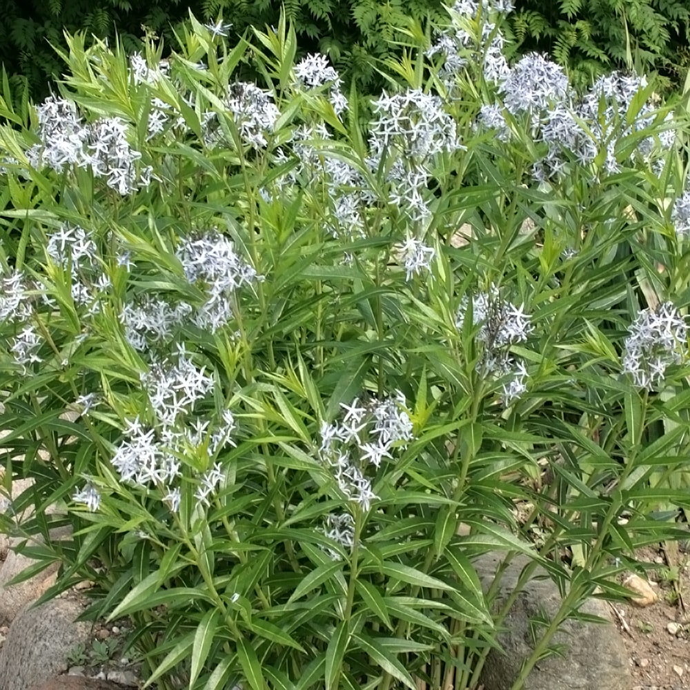  アムソニア タベルモンタナ