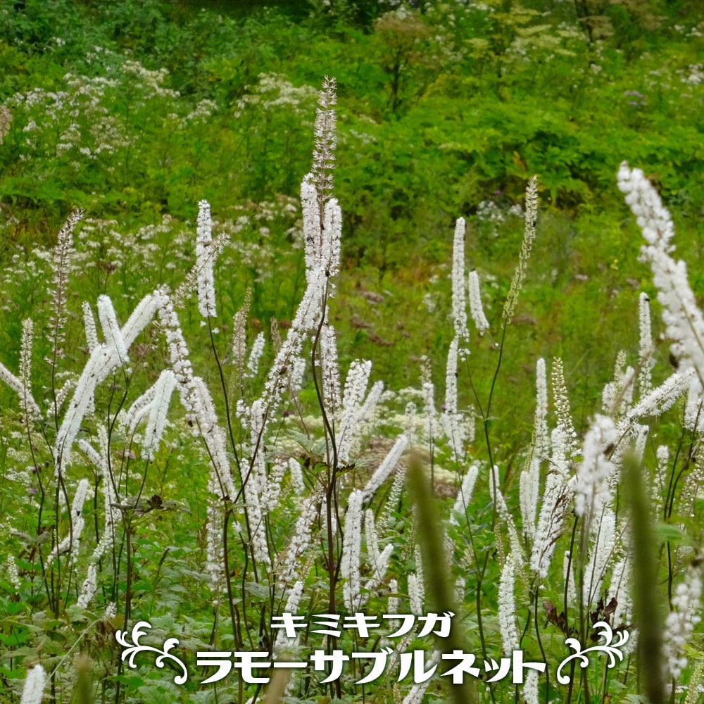 キミキフガ ラモーサブルネット 