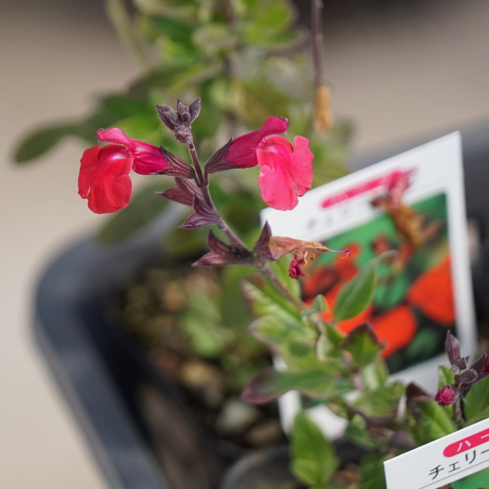 サルビア チェリーセージ 3