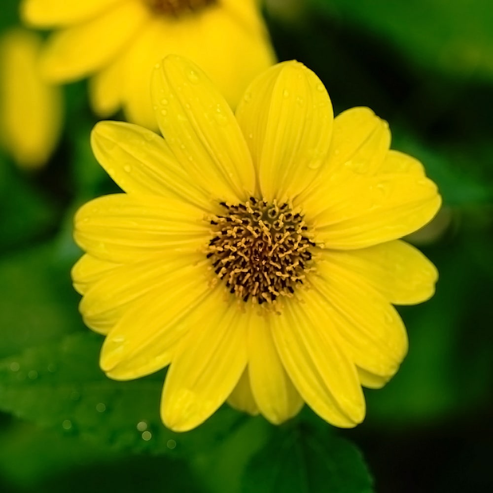 ヘリオプシス サマーナイト 1