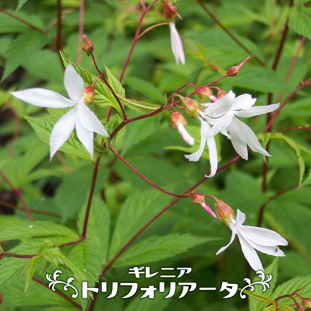 ギレニア トリフォリアータ 