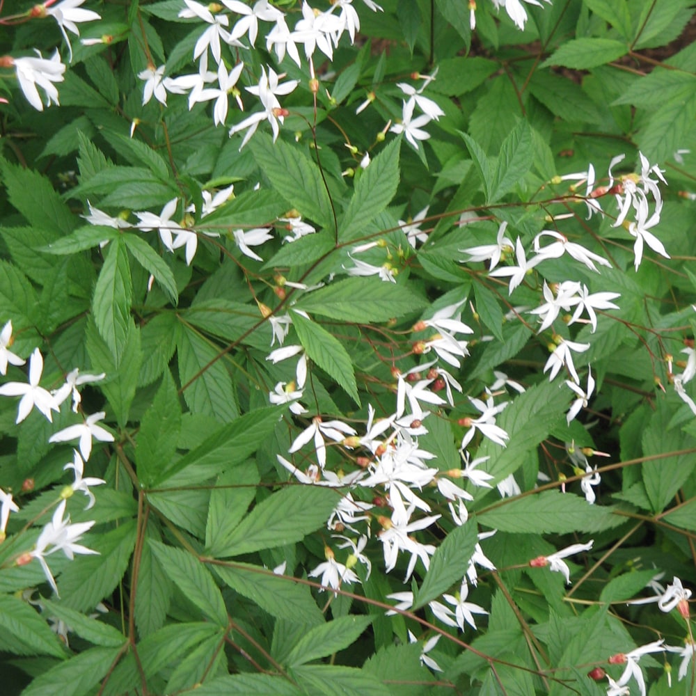 ギレニア トリフォリアータ 1