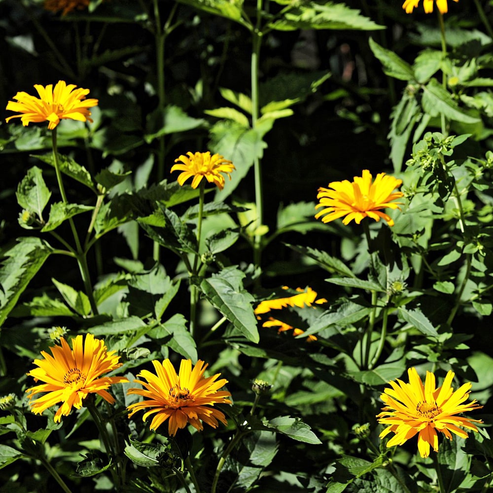 ヘリオプシス ビーナス 2