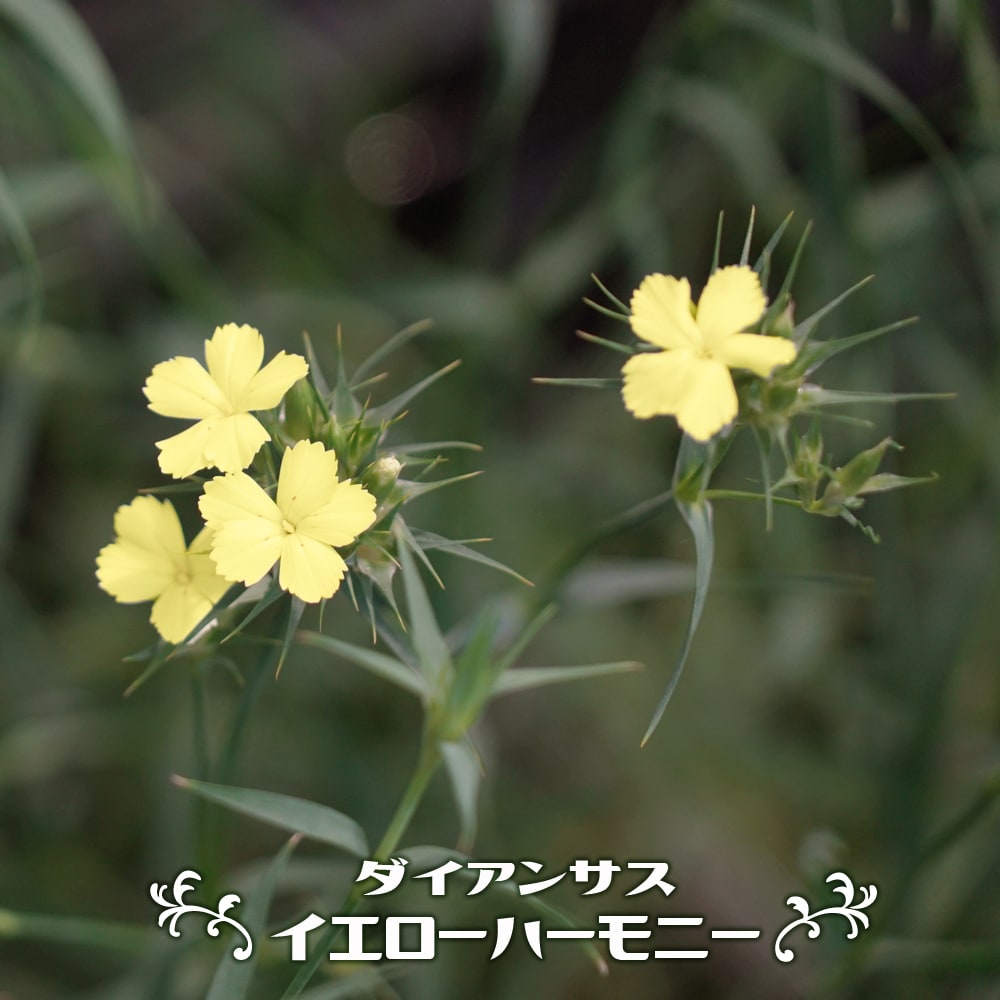 ダイアンサス （なでしこ） イエローハーモニー 