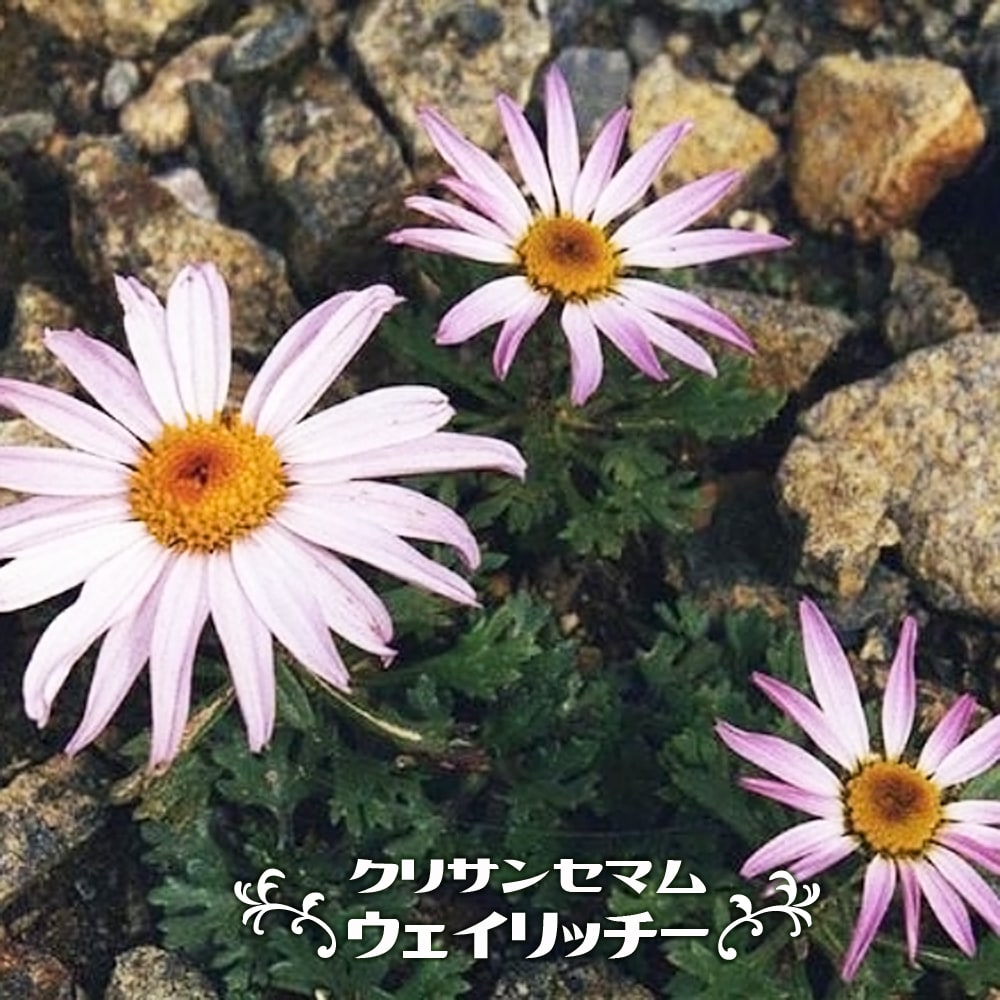 クリサンセマム ウェイリッチー 