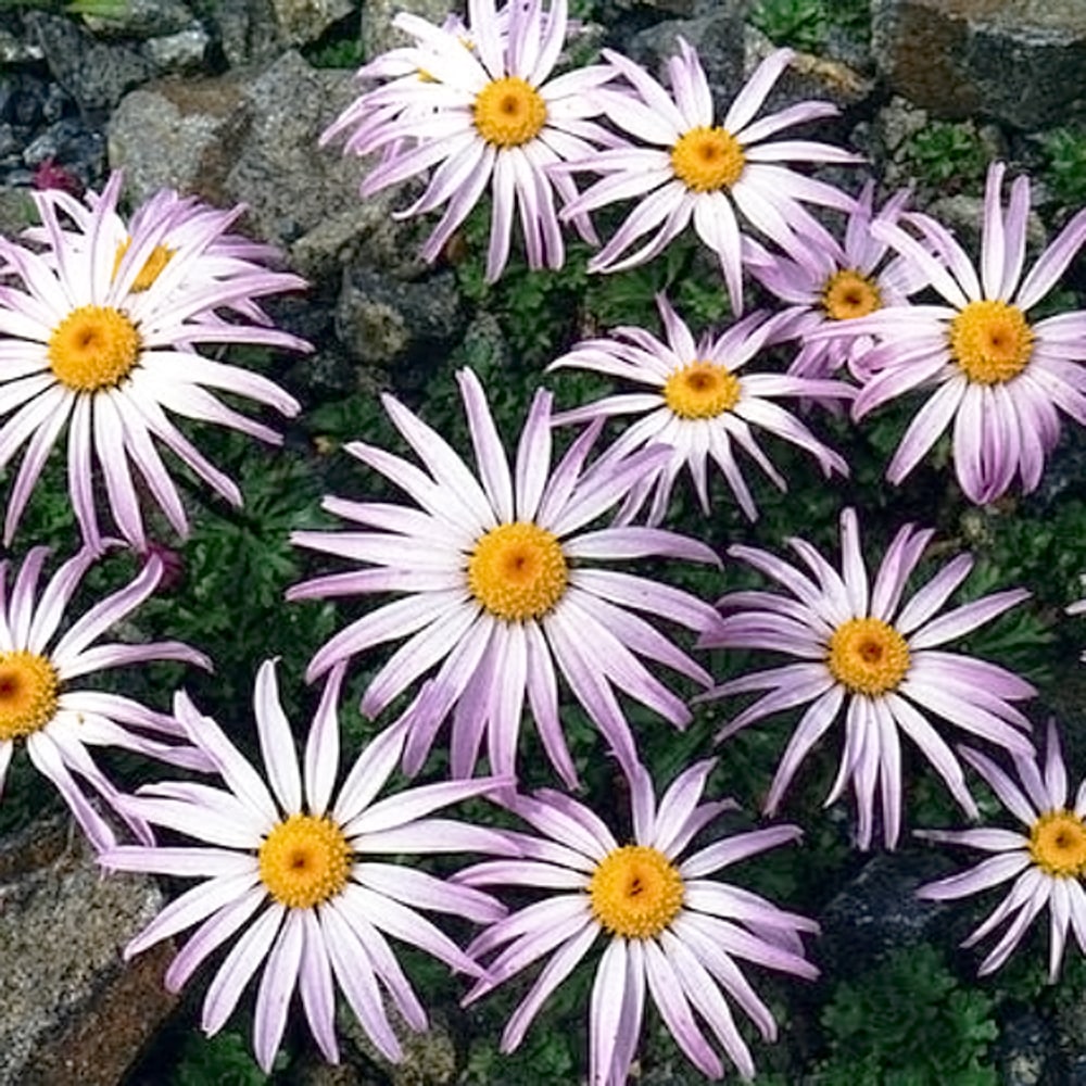 クリサンセマム ウェイリッチー 1