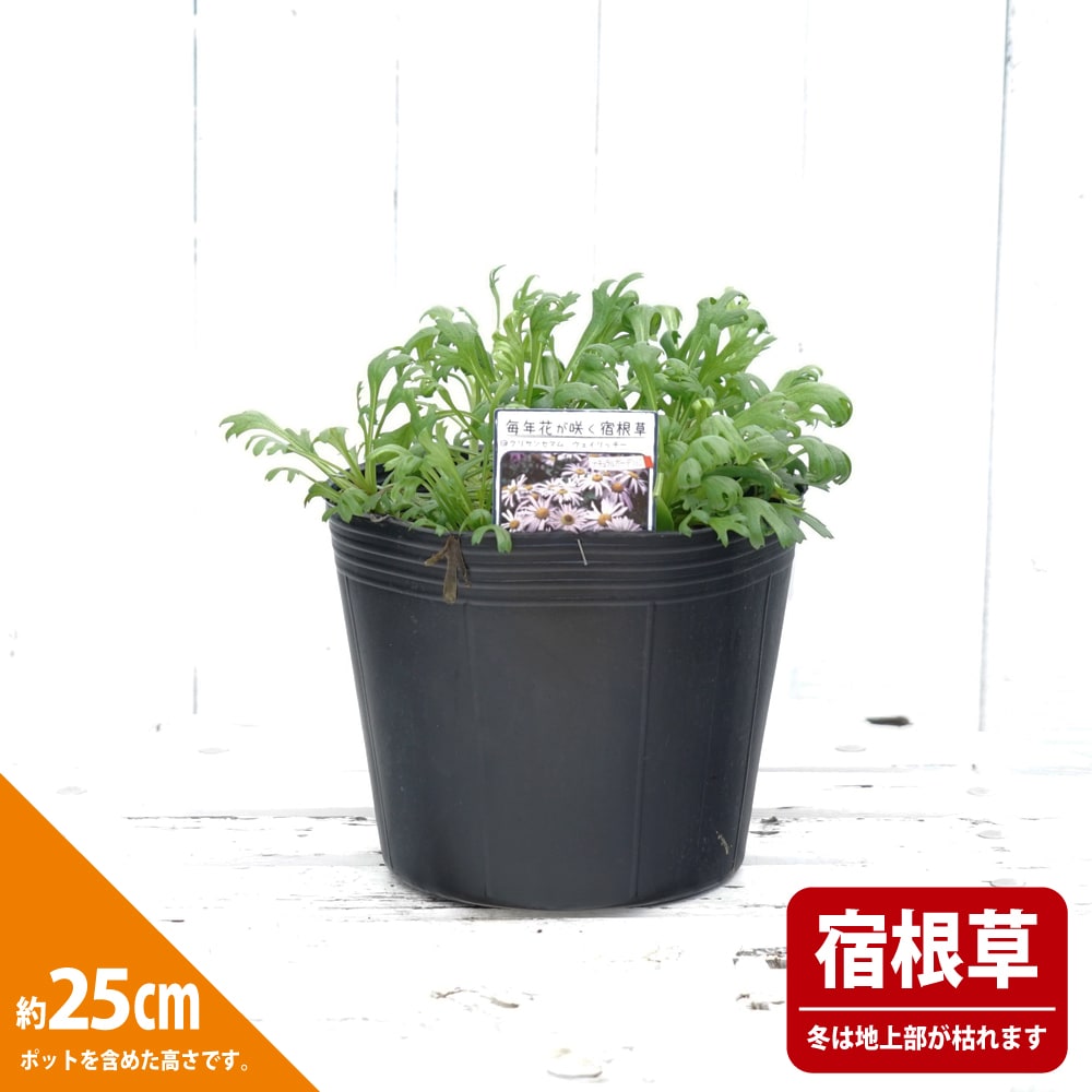 クリサンセマム ウェイリッチー 2