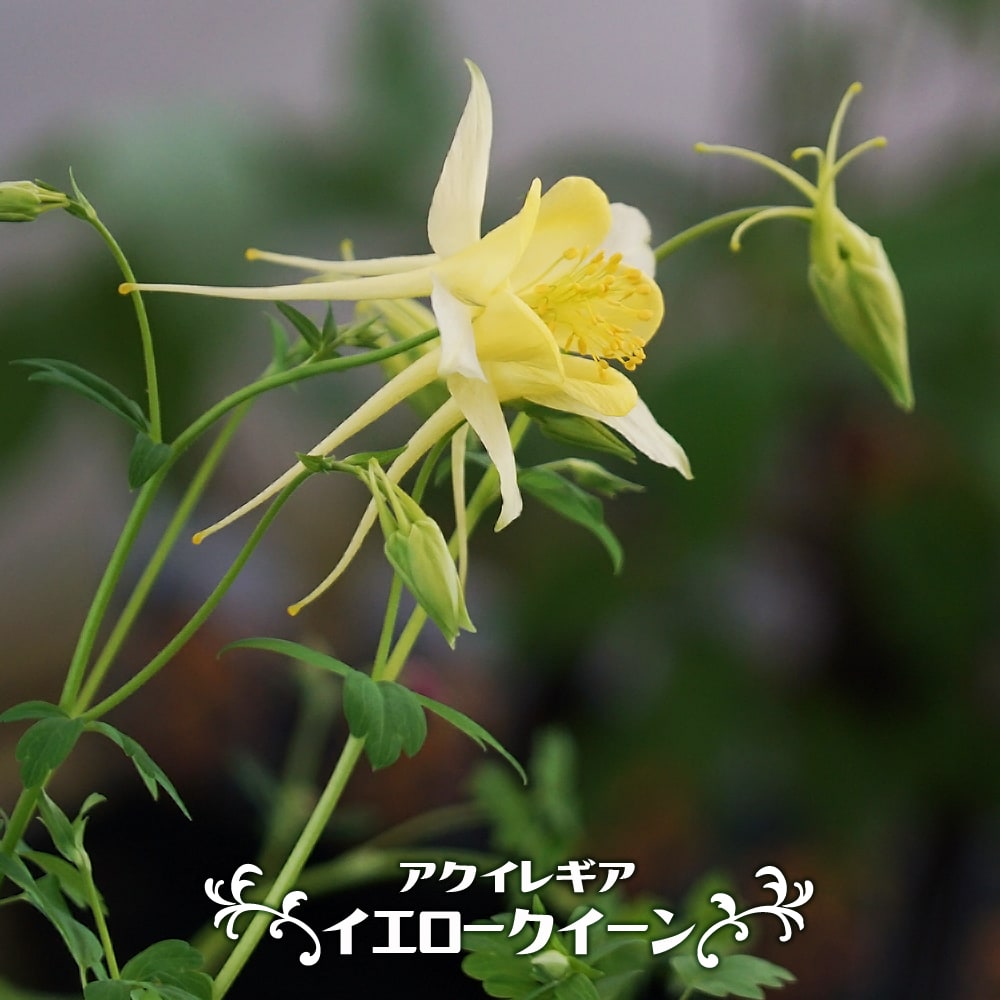 アクイレギア イエロークィーン 