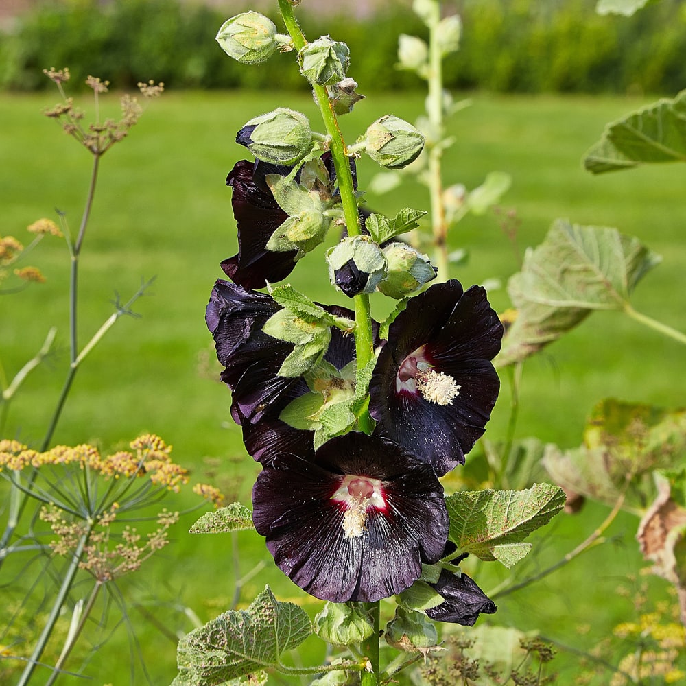 アルケア ブラックナイト 1