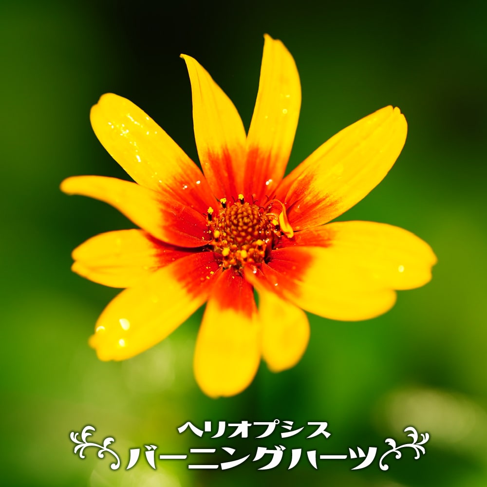 ヘリオプシス バーニングハーツ 