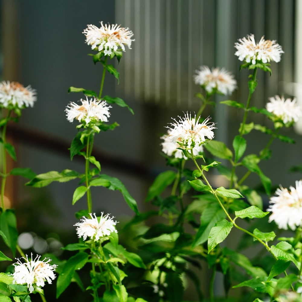 モナルダ スノーメイデン 1