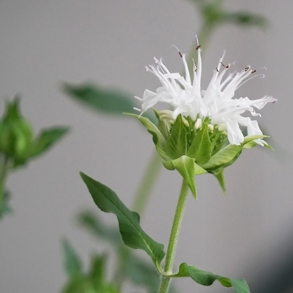 モナルダ スノーメイデン 2