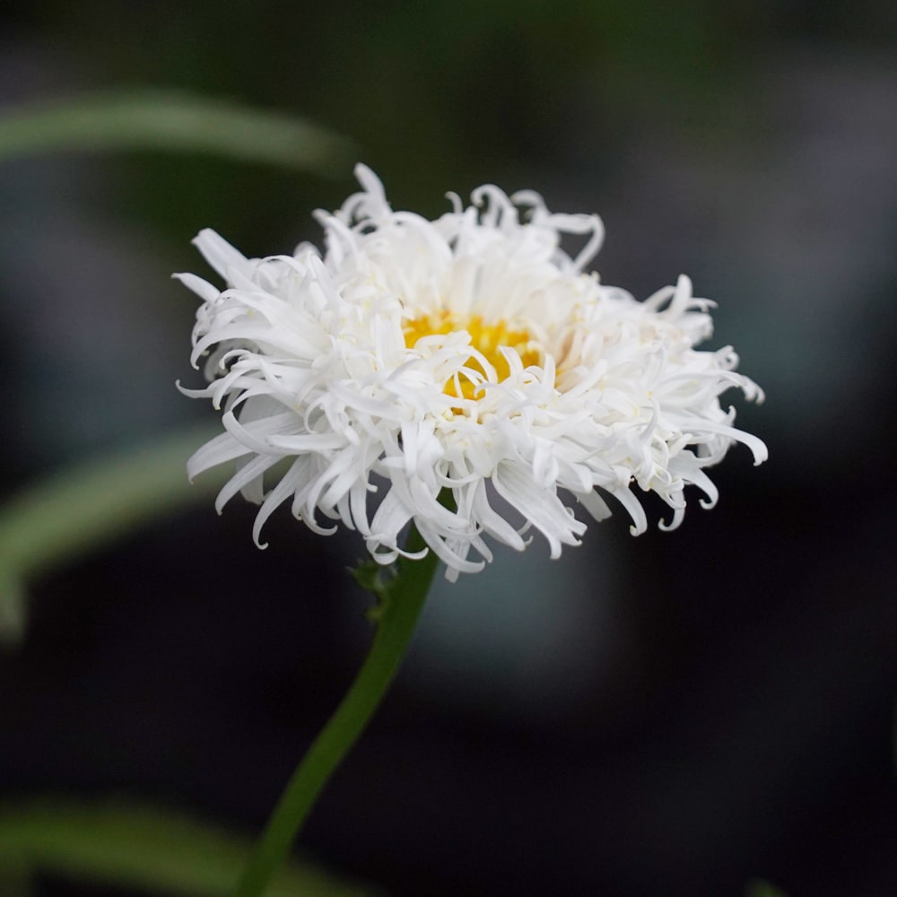 クリサンセマム スノードリフト 3