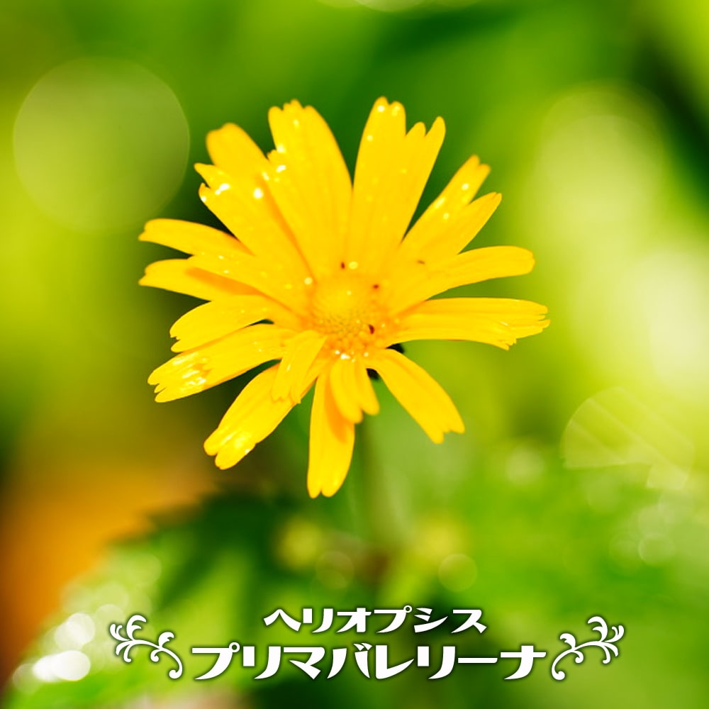 ヘリオプシス プリマバレリーナ 