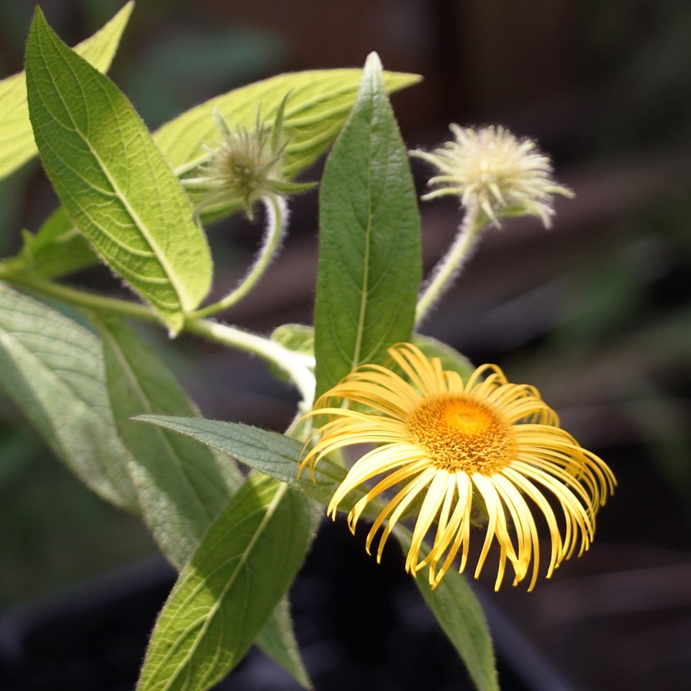 イヌラ グランディフローラ 1