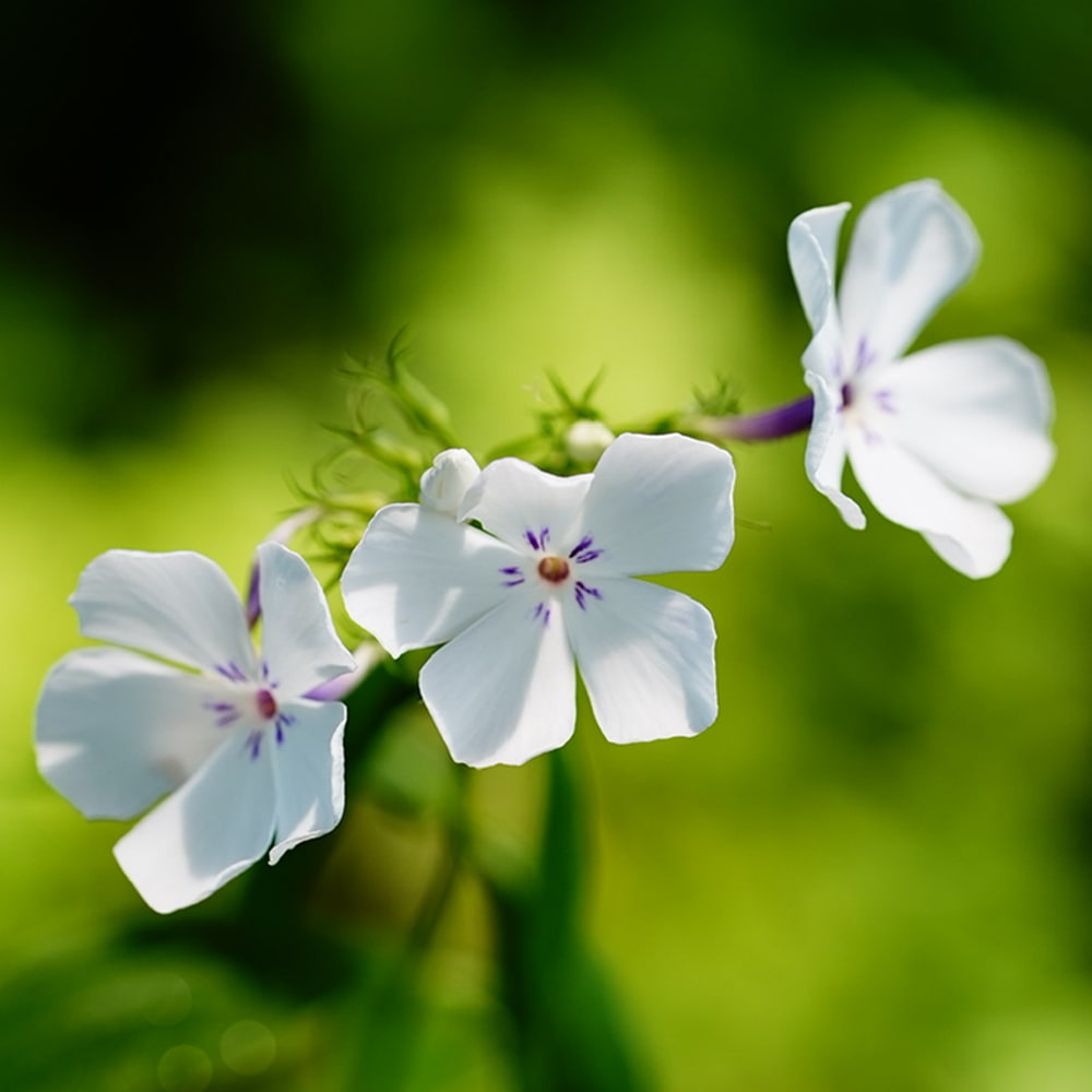 フロックス フレームライトブルー 1