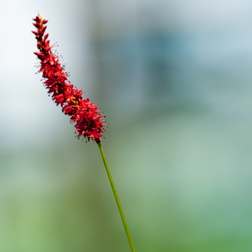 ペルシカリア ゴールデンアロー 1