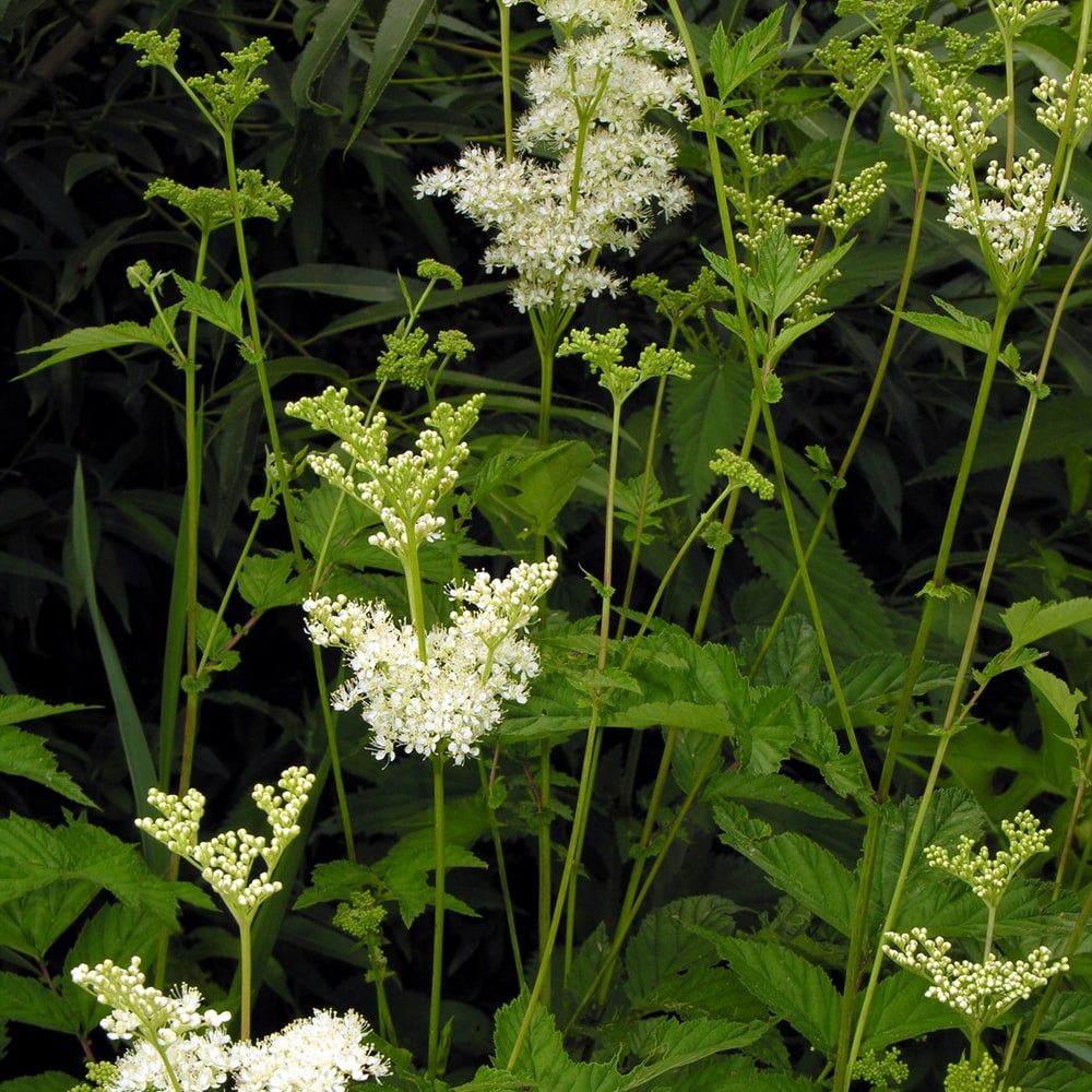 メドースイート ウルマリア 1