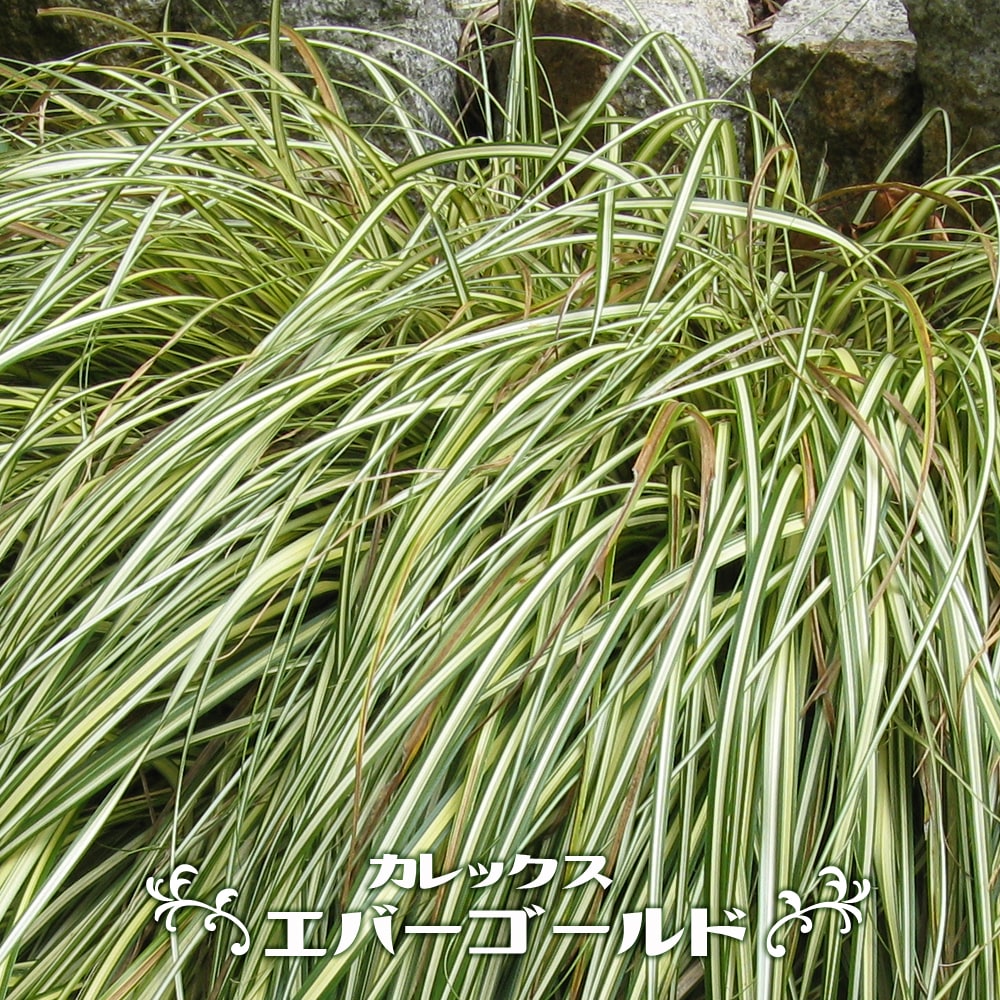 カレックス エバーゴールド 