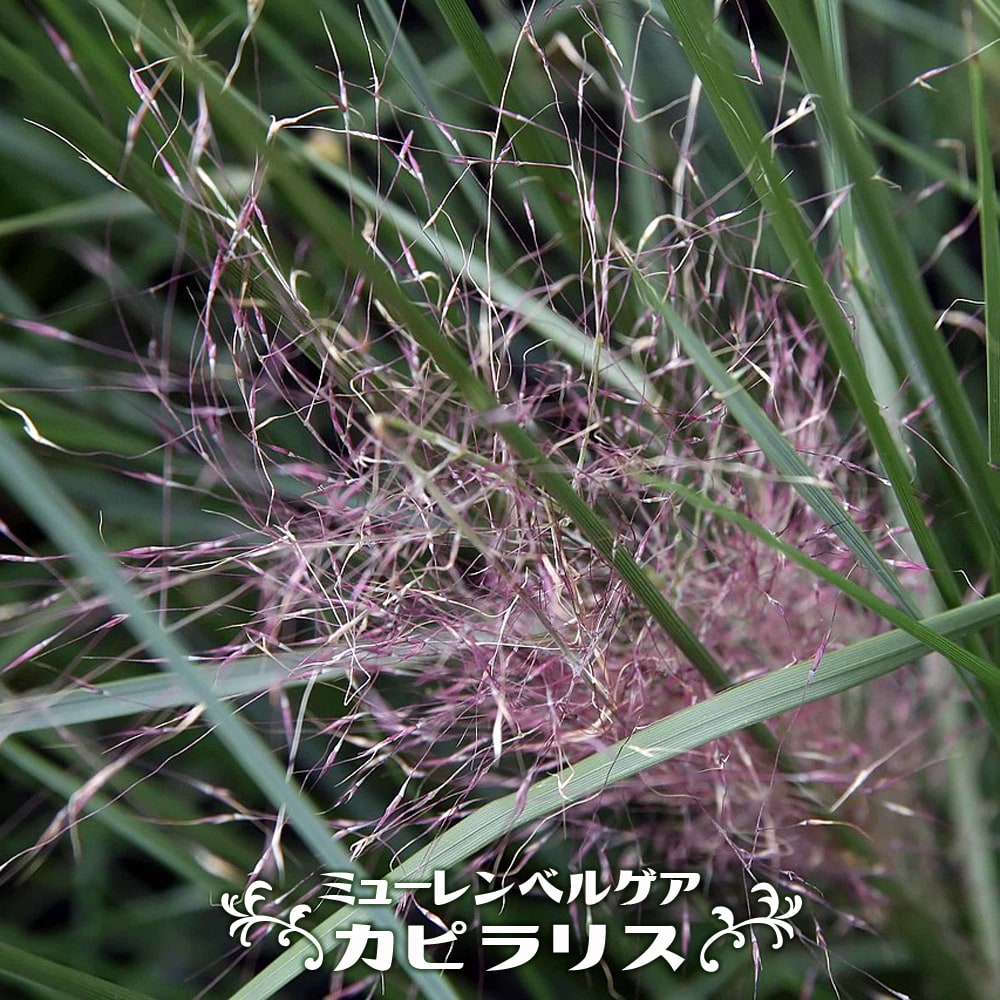 ミューレンベルゲア カピラリス  