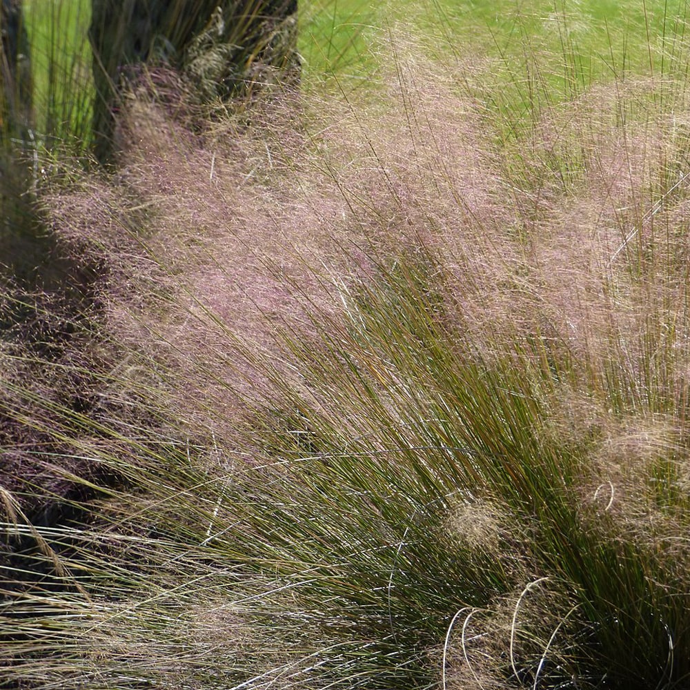 ミューレンベルゲア カピラリス  1