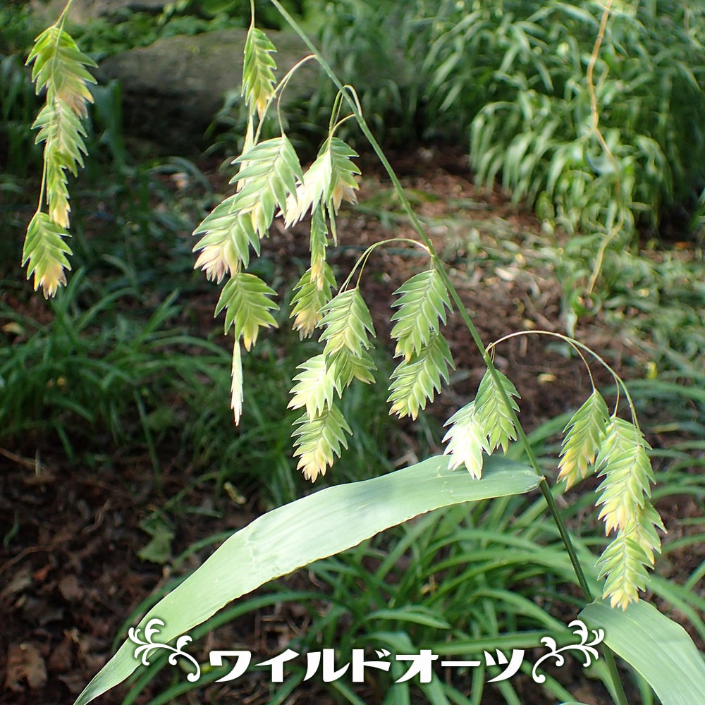 ワイルドオーツ  