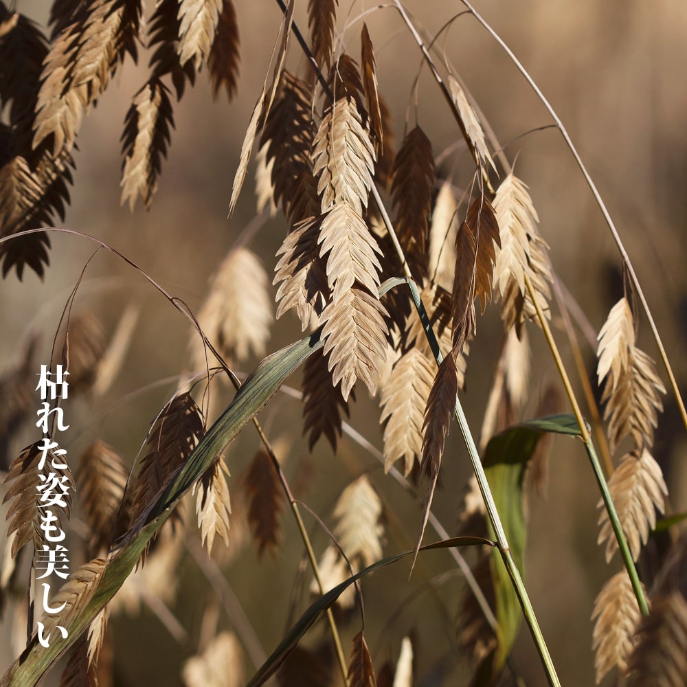 ワイルドオーツ  1