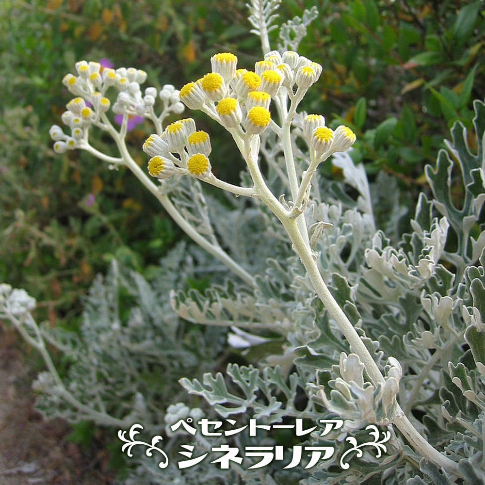 セントーレア シネラリア 
