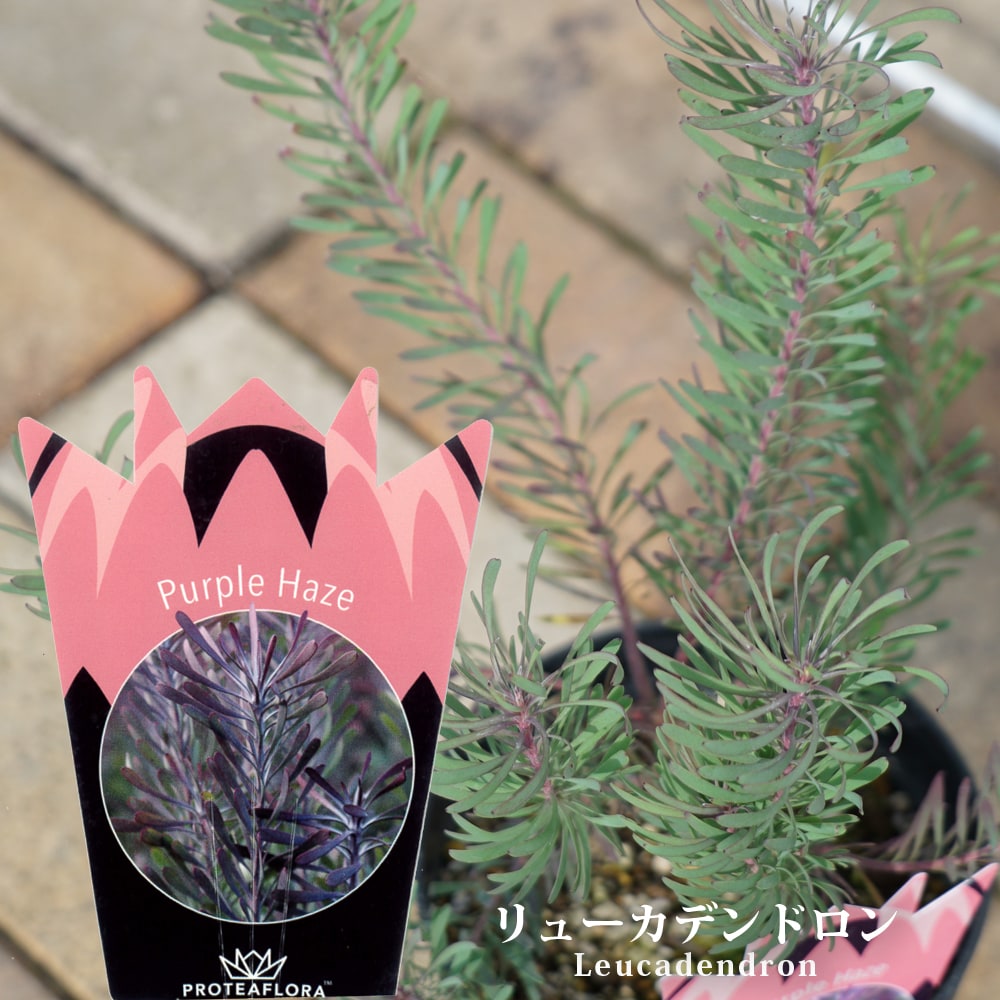 リューカデンドロン パープルヘイズ 