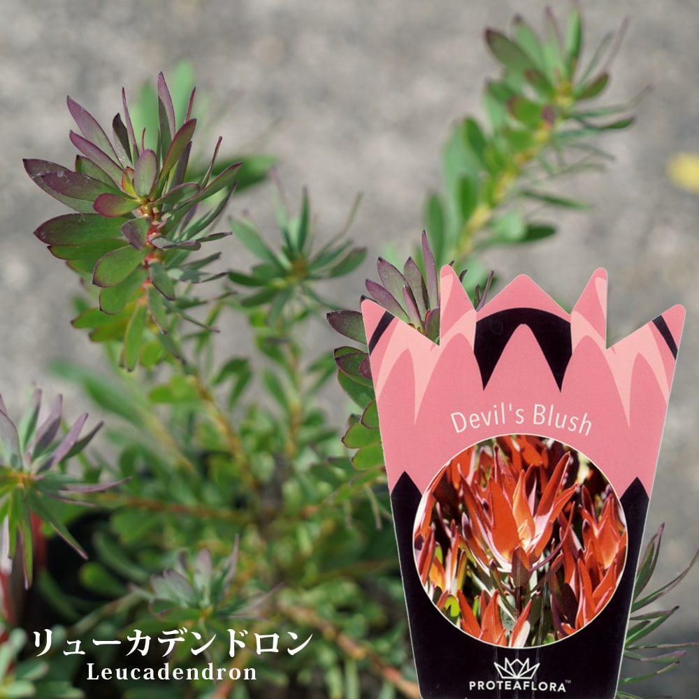 リューカデンドロン デビルズブラッシュ 