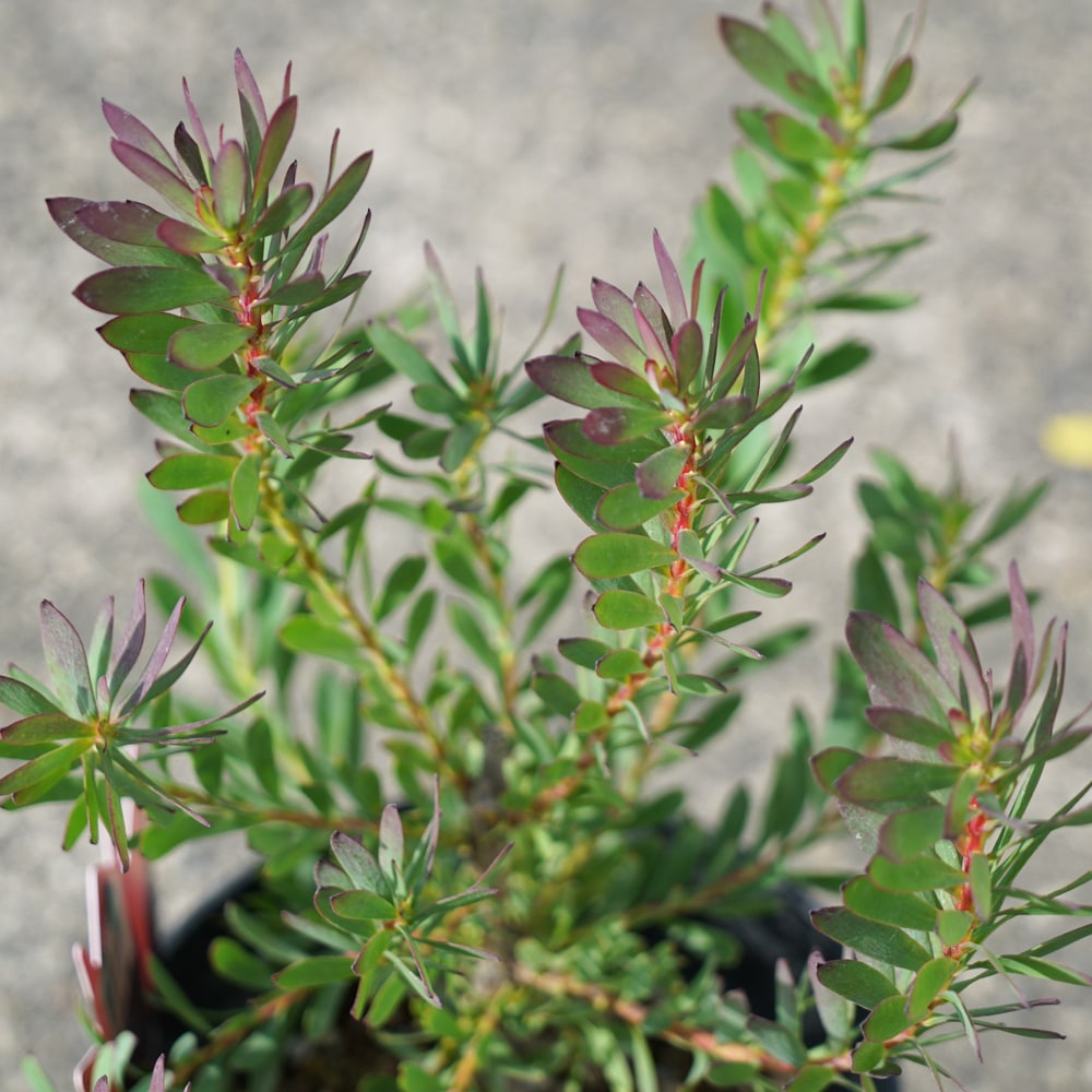 リューカデンドロン デビルズブラッシュ 1