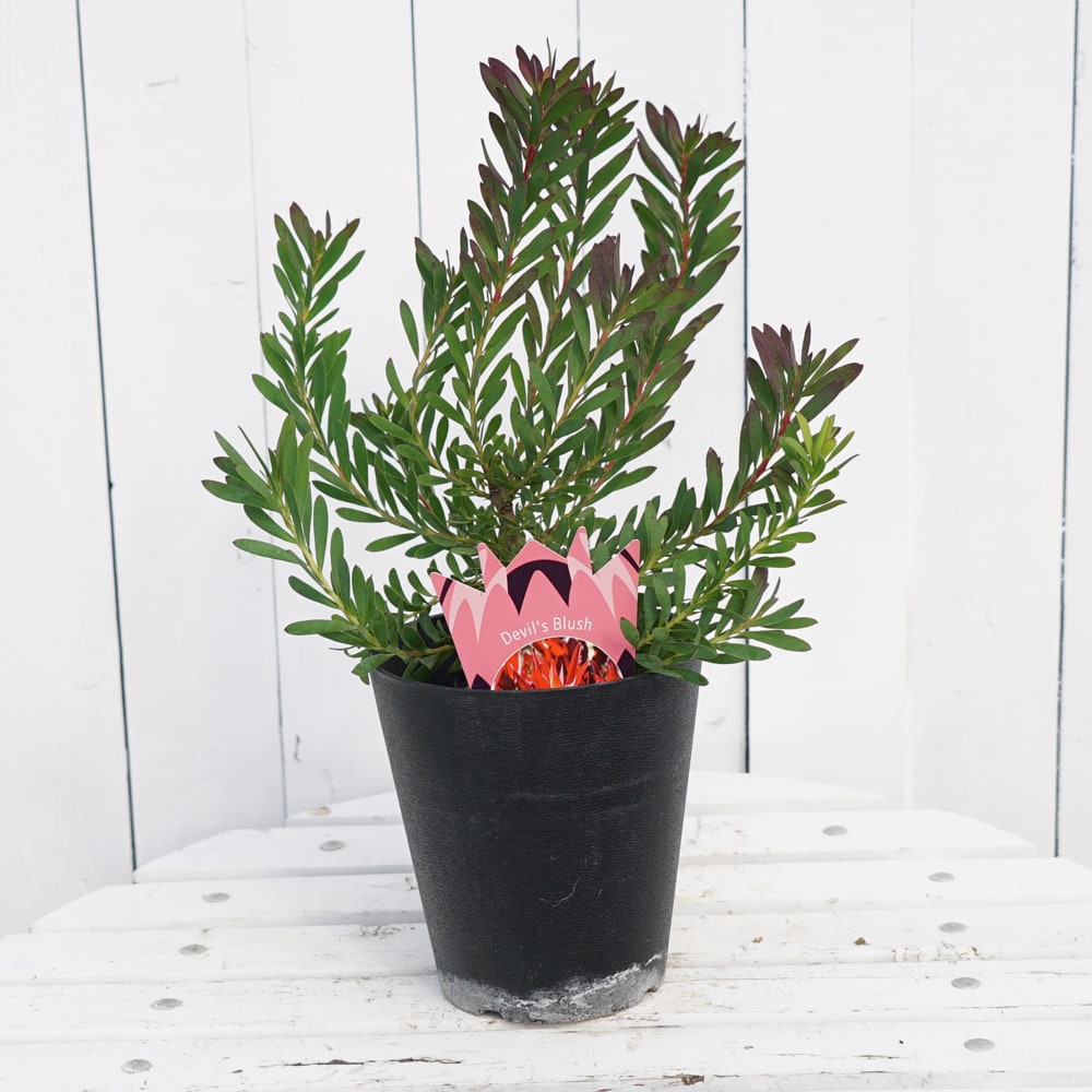 リューカデンドロン デビルズブラッシュの通販 苗木部 By 花ひろば