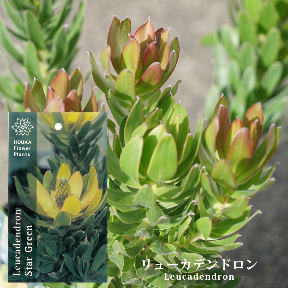 リューカデンドロン スターグリーン 