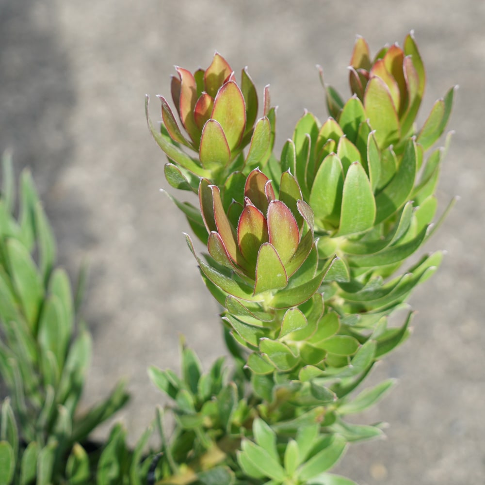 リューカデンドロン スターグリーン 1