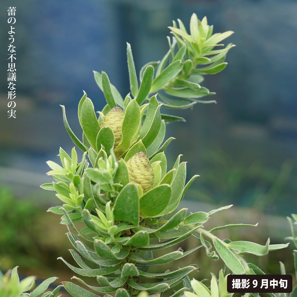 リューカデンドロン スターグリーン 2