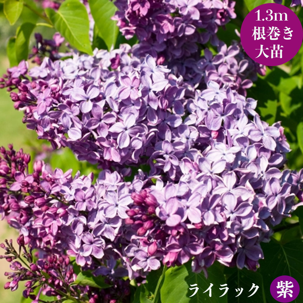 ライラック 紫 苗 通販 苗木部 By 花ひろばオンライン