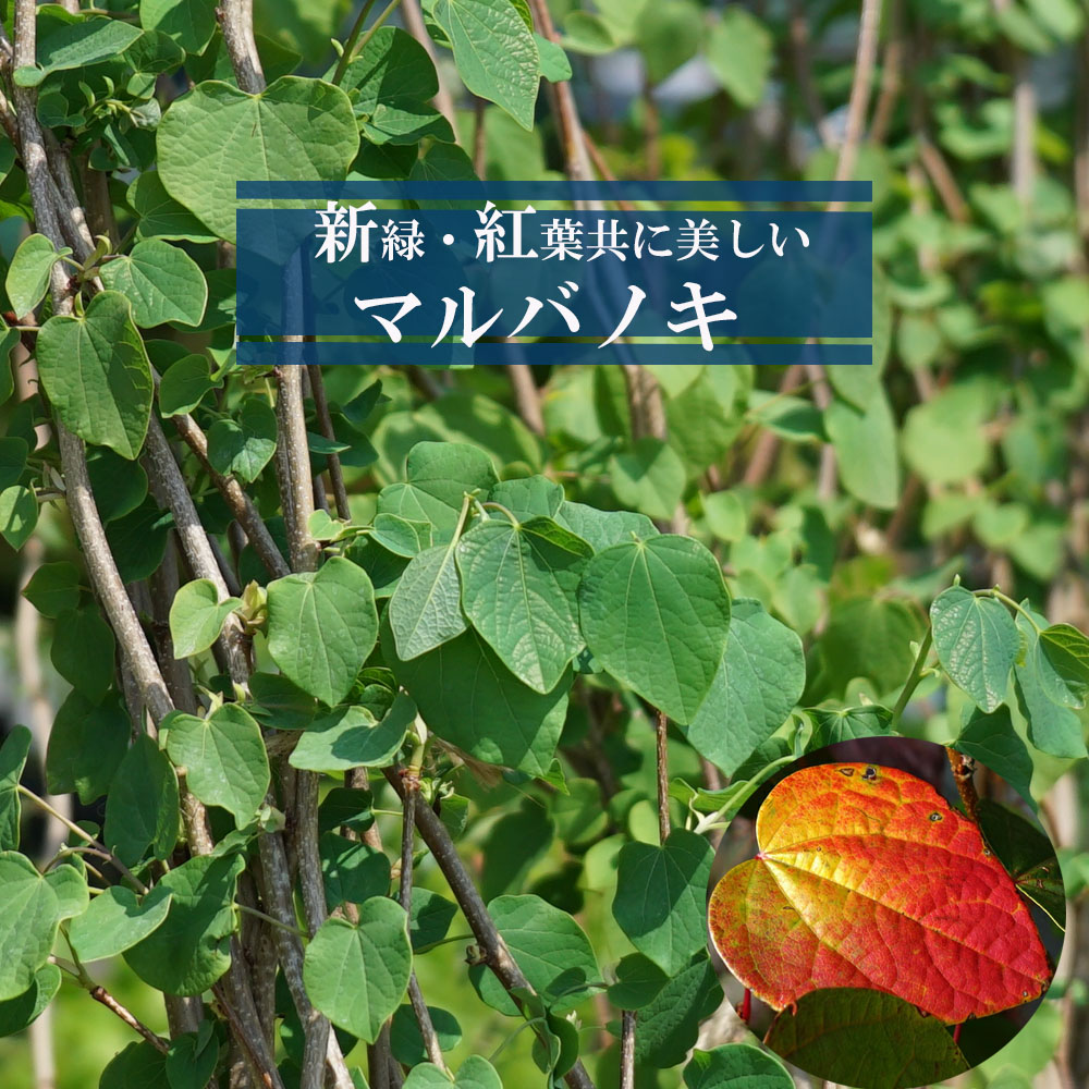 マルバノキ 苗 通販 苗木部 By 花ひろばオンライン