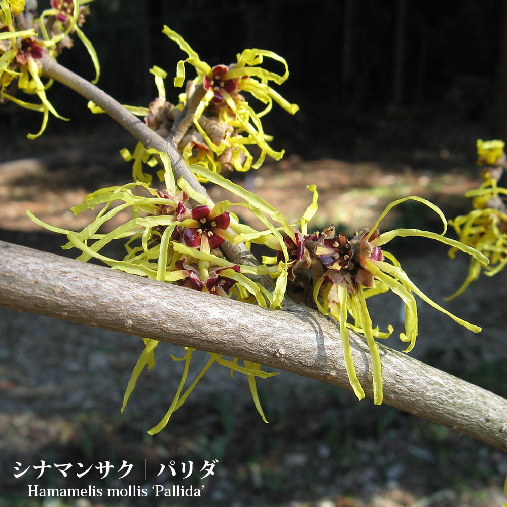 シナマンサク パリダ 