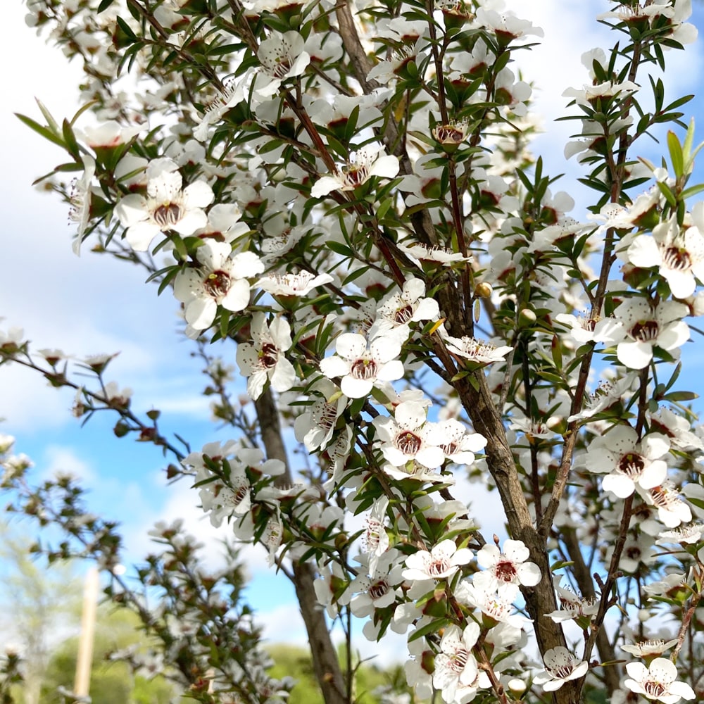 マヌカ マヌカ 2